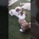 Cute puppies🐶🐶❤❤🤣🤣 #viralvideo #puppy #trending #doglover #shorts #funny