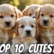 Cuteness Overload: Top 10 Cutest Puppy Breeds