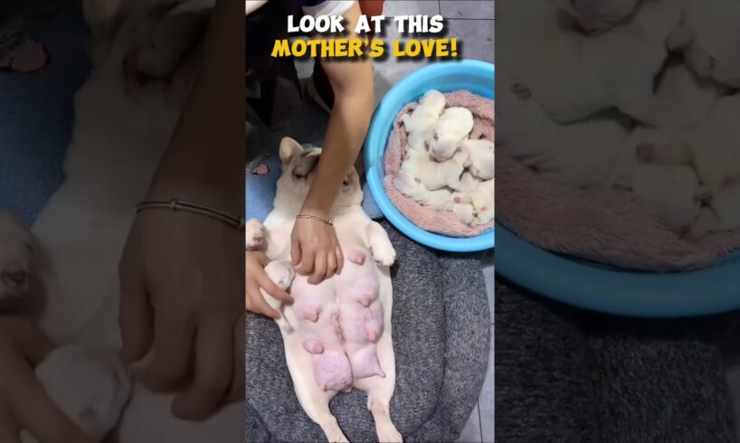 Cutest Puppies Ever! Watch Their First Feeding with Mom #shorts