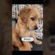 Cutest Puppies That Ever Lived #pets #dogs #animals #shorts