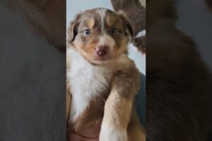 🥰 Cutest Puppy Dogs Family Ever