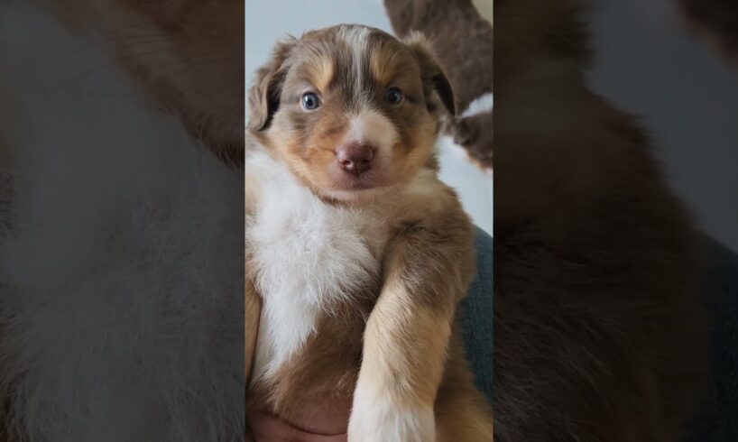 🥰 Cutest Puppy Dogs Family Ever