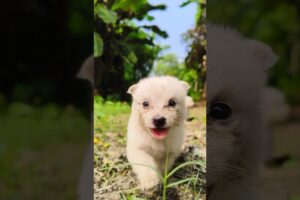 Cutest puppies of the world ❣️#puppy #puppies #shorts #trending #youtubeshorts #love #cute #cutedog