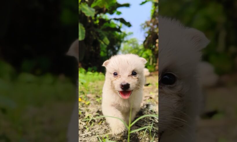 Cutest puppies of the world ❣️#puppy #puppies #shorts #trending #youtubeshorts #love #cute #cutedog