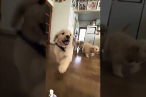 Cutest puppies playing