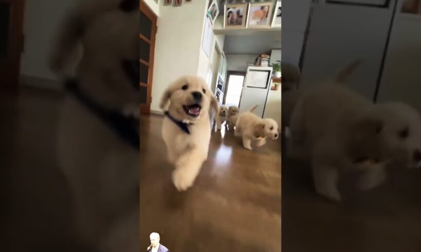 Cutest puppies playing