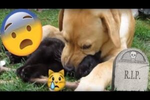 DOG EATS CAT 😱😨😰 BONES CRACKING 😿😿😿