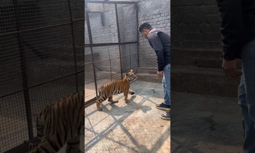 Dangerous Bengal Tiger want to play with me | Rahib Malik | #india #tiger #animals #pets #love #army