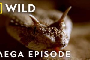 Dead by Dawn: The World of Killer Creatures MEGA EPISODE | S1 COMPILATION | Nat Geo Wild