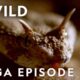 Dead by Dawn: The World of Killer Creatures MEGA EPISODE | S1 COMPILATION | Nat Geo Wild