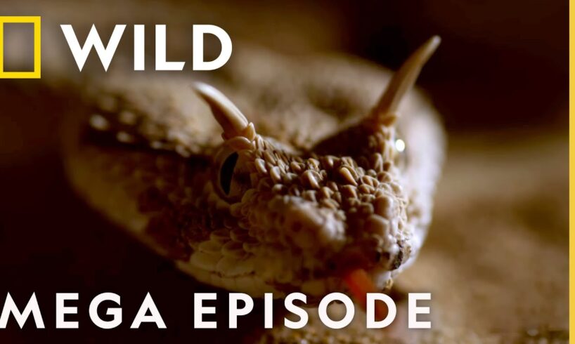 Dead by Dawn: The World of Killer Creatures MEGA EPISODE | S1 COMPILATION | Nat Geo Wild