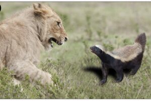 Death In The Shadows: Honey Badgers And Their Terrifying Encounters! | Animal Fights