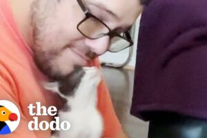 Dodo Producer Rescues Kitten | The Dodo