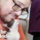 Dodo Producer Rescues Kitten | The Dodo