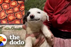 Dog Has The Biggest Smile On Her Face After Being Rescued | The Dodo