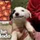 Dog Has The Biggest Smile On Her Face After Being Rescued | The Dodo