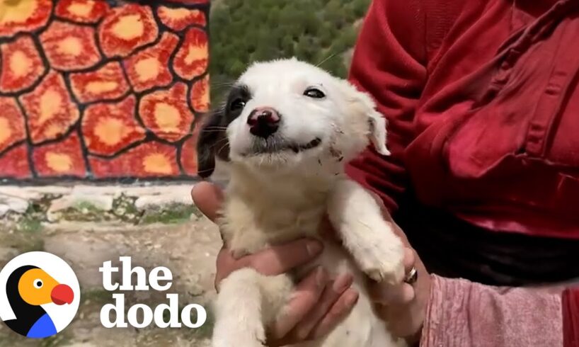 Dog Has The Biggest Smile On Her Face After Being Rescued | The Dodo