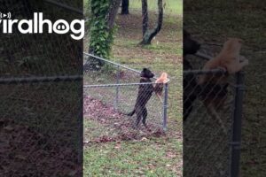 Dog Keeps Cat Contained In Yard || ViralHog