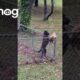 Dog Keeps Cat Contained In Yard || ViralHog