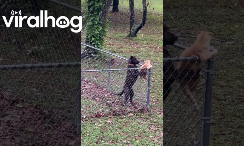 Dog Keeps Cat Contained In Yard || ViralHog