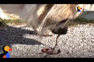 Dog Loves Rescuing Earthworms | The Dodo