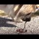 Dog Loves Rescuing Earthworms | The Dodo