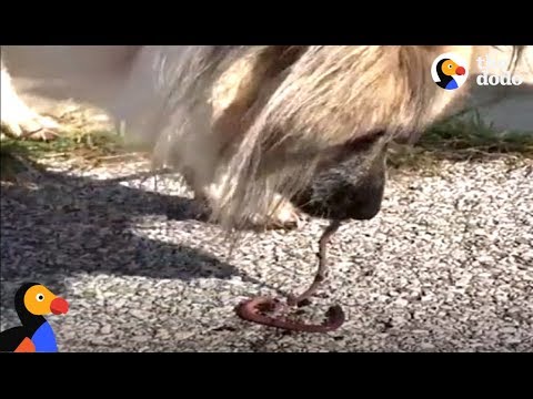 Dog Loves Rescuing Earthworms | The Dodo