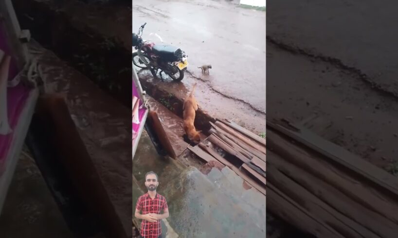 Dog Mother Save Her Puppies From Drowning In Rain Water #adopteddog #helpdogrescues  #rescuedog