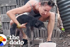 Dog Tied To Fence Her Whole Life LOVES To Run On The Beach | The Dodo