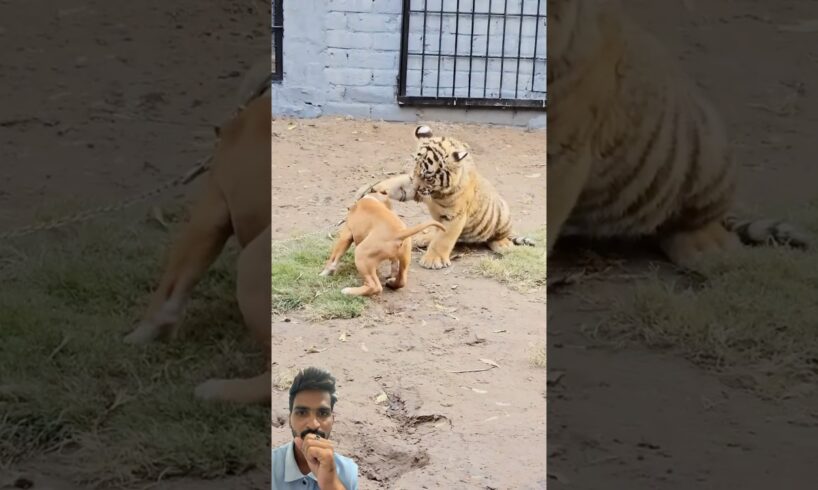 Dog Tiger fight😱😌.. #tiger #dog #lion #animals #wildlife