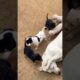 Dog playing #puppy #doglover #cute #animals #funny #doglove #dog #barking #love #shortvideo #top