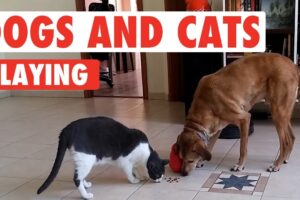 Dogs and Cats Playing | Unlikely Friends