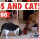 Dogs and Cats Playing | Unlikely Friends