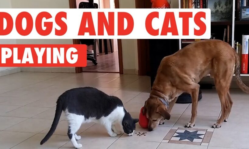 Dogs and Cats Playing | Unlikely Friends