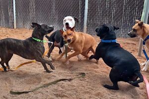 Dogs playing: Episode 63