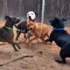 Dogs playing: Episode 63