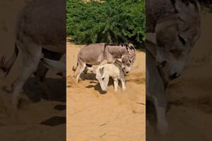 Donkey viral hogia |#pets #animals #shorts #trending