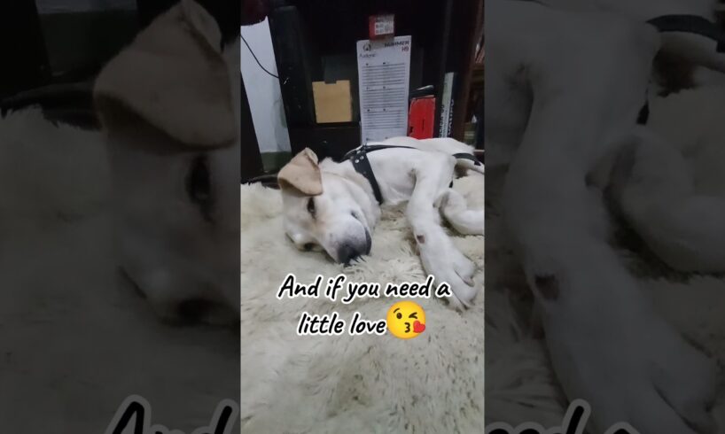 Don't you cry bestie🫶🏻😘🐕 #cuteanimals #shortsfeed #viral #dogs #shorts #dogcomedyvideo #lovablepets