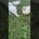 Ducks playing with water.