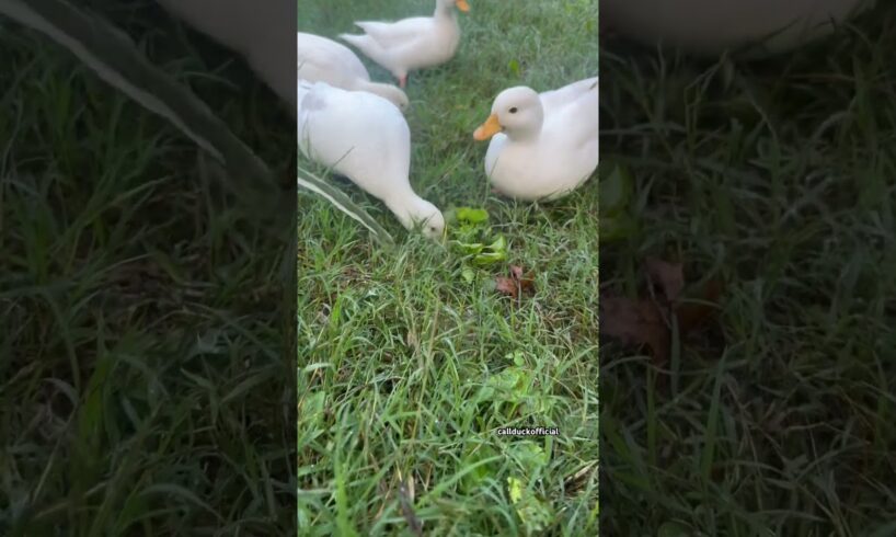 Ducks playing with water.