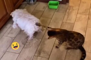 Dumb action funny Animals - Try Not To Laugh Cats And Dogs Videos #350