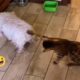 Dumb action funny Animals - Try Not To Laugh Cats And Dogs Videos #350