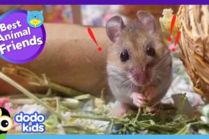 Eeek! This Mouse Is Afraid Of — Mice?! | Dodo Kids | Best Animal Friends