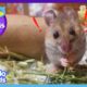 Eeek! This Mouse Is Afraid Of — Mice?! | Dodo Kids | Best Animal Friends