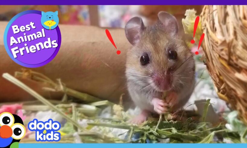 Eeek! This Mouse Is Afraid Of — Mice?! | Dodo Kids | Best Animal Friends