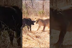 "Epic Buffalo Rescue: Lions Attack Baby Buffalo, But Herd Fights Back!"