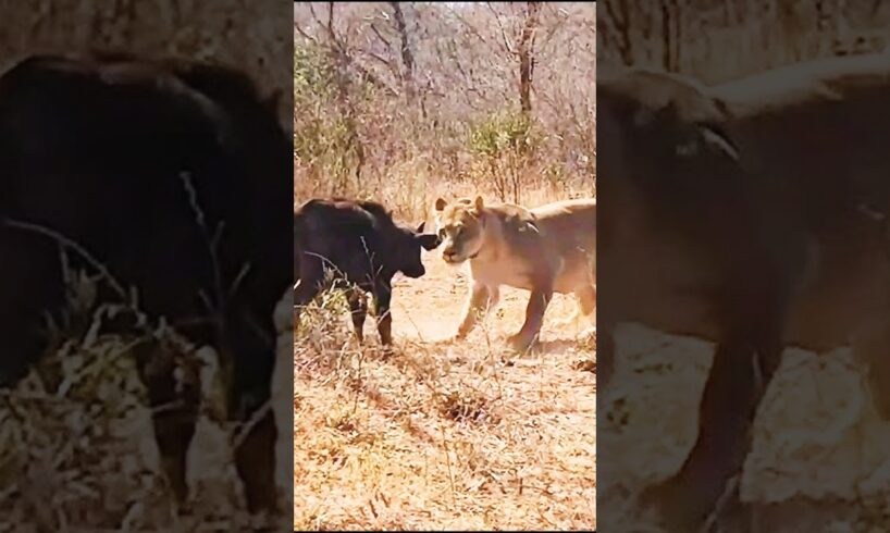 "Epic Buffalo Rescue: Lions Attack Baby Buffalo, But Herd Fights Back!"