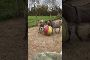 Everything is a toy for the donkeys #shorts #animals #onehappyassfarm #farmlife #donkey #funny