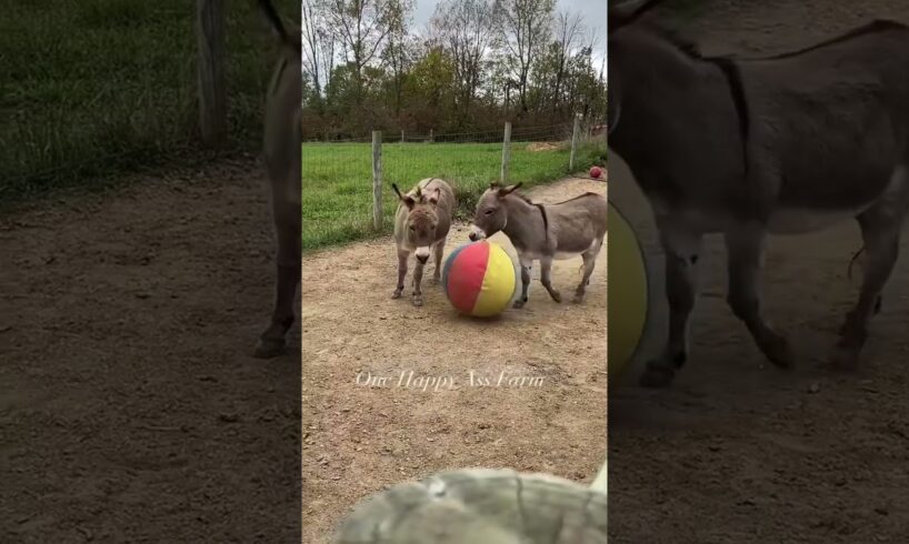 Everything is a toy for the donkeys #shorts #animals #onehappyassfarm #farmlife #donkey #funny