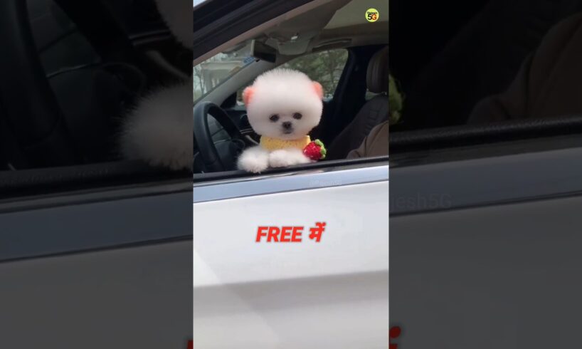 FREE POMERANIAN DOG AVAILABLE | ORDER NOW FREE DOG | POMERANIA DOG PRICE IN INDIA #shorts #viral